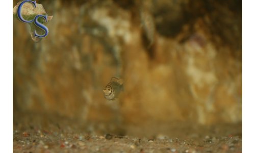 Pseudosimochromis curvifrons Isanga
